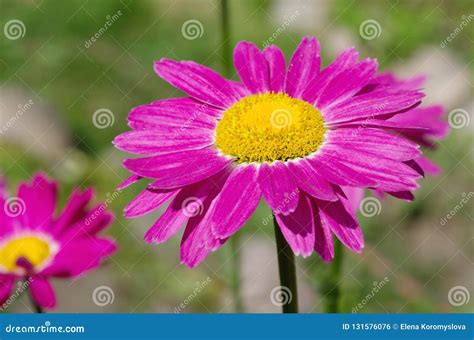 Blooming Pink Pyrethrum Flower Stock Photo - Image of flora, daisy ...