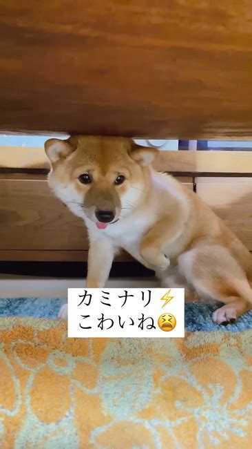 雷を怖がる柴犬、テーブルの下から出てこられず 震えて助けを求める姿に「抱きしめてあげたい」「怖かったね」の声 ねとらぼ