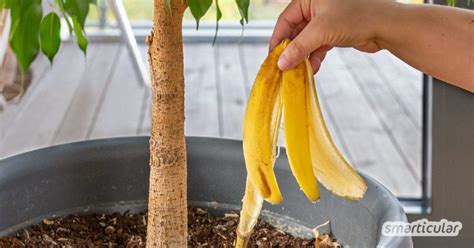 Bananenschalen Als D Nger Verwerten Statt Wegwerfen Smarticular