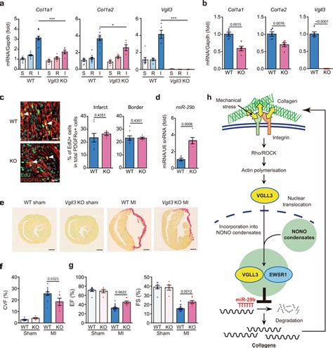 Vgll Deficiency In Mice Attenuates Cardiac Fibrosis And Impairs