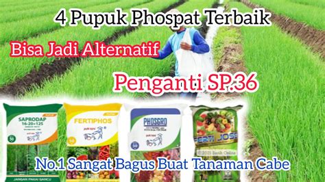 4 Pupuk Phospat Terbaik Bisa Jadi Pengganti Pupuk SP36 No 1 Sangat