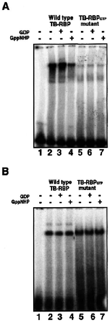 A Effect Of Guanine Nucleotides On Rna And Dna Binding To Tb Rbp