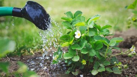 El agua y el riego en las plantas Agromática