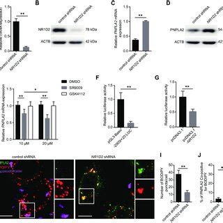 Lipid Droplets Accumulation In Response To B Pseudomallei In A