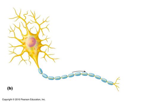 Structure Of A Typical Motor Neuron Diagram Quizlet