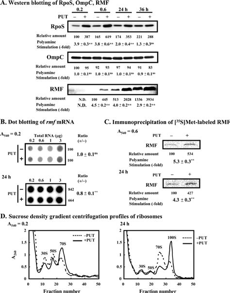 Levels Of Rpos Ompc And Rmf In E Coli Ma Cultured In The