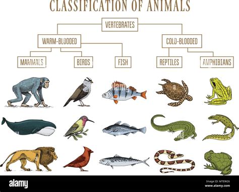 Clasificación de los animales Los reptiles anfibios mamíferos aves