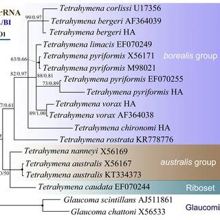 Maximum Likelihood Tree Inferred From SSU RDNA Sequences Showing The