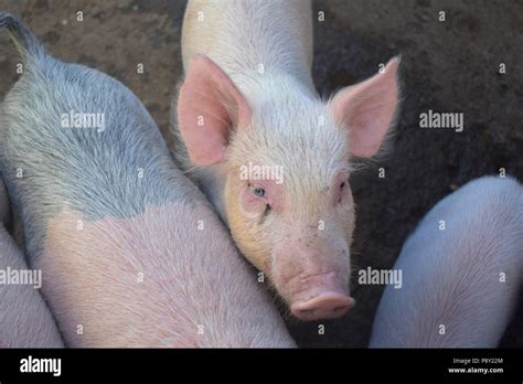 Adorable Pig With Pink Ears And A Nose Stock Photo Alamy