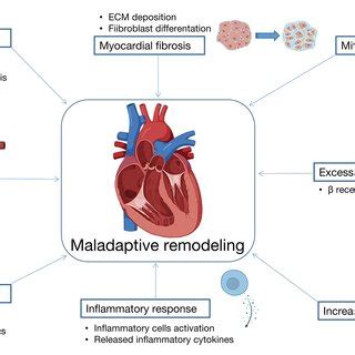 The Proposed Molecular Mechanisms Of Rv Remodeling Ecm Extracellular