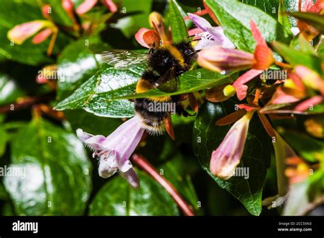 Close Up Of A Bumblebee On A Purple Abelia X Grandiflora Compacta