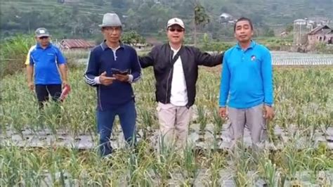 Kementan Dorong Solok Menjadi Kawasan Bawang Merah Berbasis Korporasi