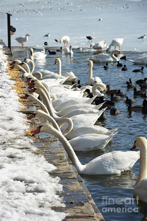 Swans in row eating corn at the banks of the lake Orestiada Photograph ...