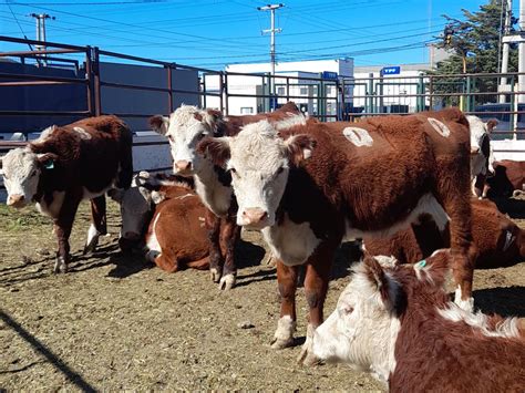 Se concretó la primera exportación de bovinos en pie con destino a Chile