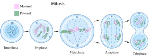 Cell Division And The Cell Cycle Flashcards Quizlet