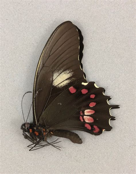 Papilio Isidorus Isidorus M A1 Peru Butterfly Art Inc