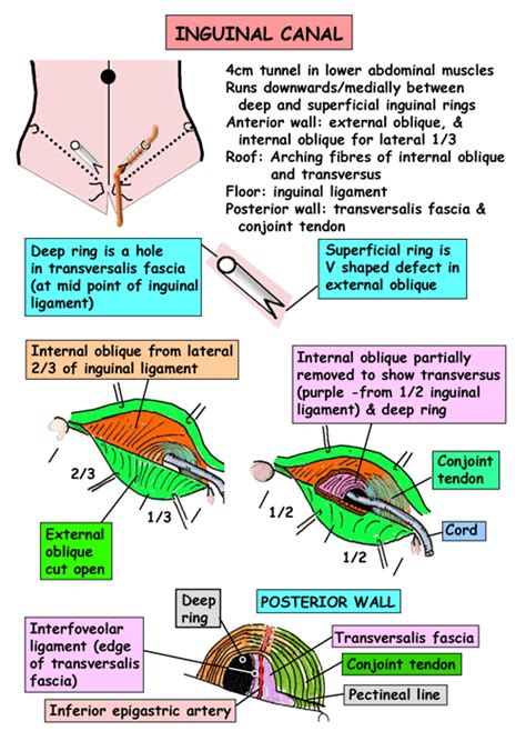 Instant Anatomy Abdomen Areasorgans Inguinal Region Inguinal Canal Gross Anatomy Body