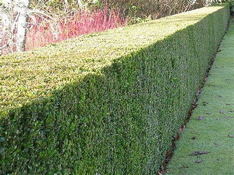 BOX HEDGING - Fully Grown Irish Mature hedges installed in one day