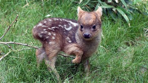 Check the world's smallest, and perhaps cutest, baby deer species | CTV ...