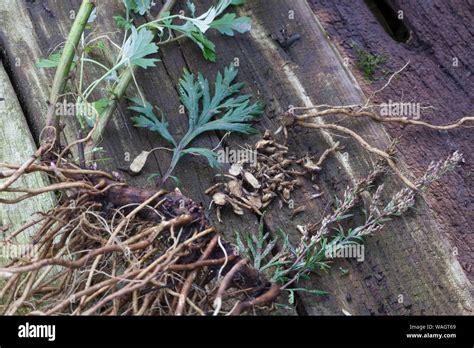 Beifuss Wurzel Fotos Und Bildmaterial In Hoher Aufl Sung Alamy