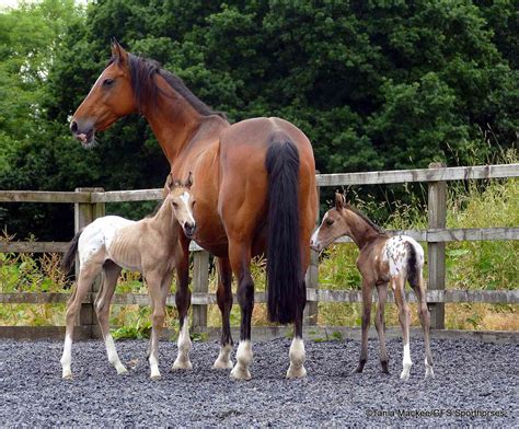 Signs Of Carrying Twins Horses