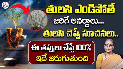 Anantha Lakshmi Bad Things On Tulsi Plant Drying Solution For