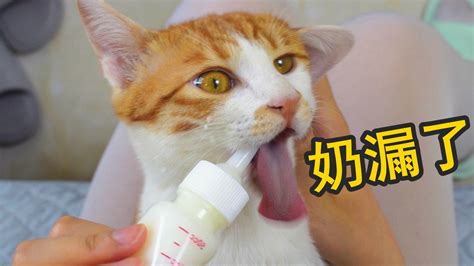 5个月小橘猫喝奶，吐着舌头努力吸，结果喝了一脸 知乎