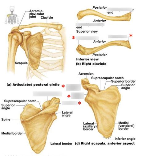 Bio 171 Pectoral Girdle Diagram Diagram Quizlet