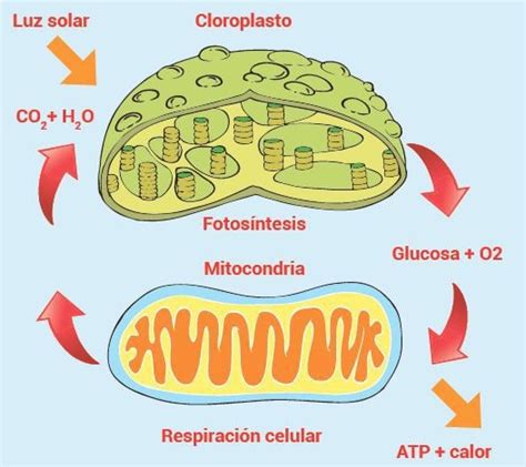 Fotosintesis Y Respiracion Celular De Las Plantas - Compartir Celular