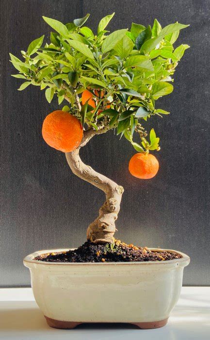 Bonsai Di Agrumi Limone Arancia 4035 Cm Spagna Catawiki