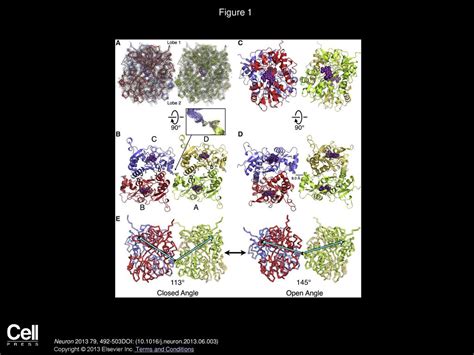 A Conformational Intermediate In Glutamate Receptor Activation Ppt