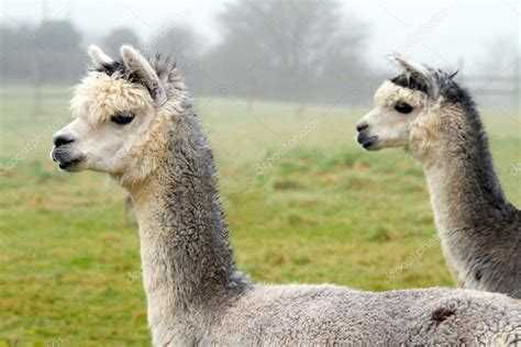 Pair Of Alpacas — Stock Photo © Acceleratorhams 13992934