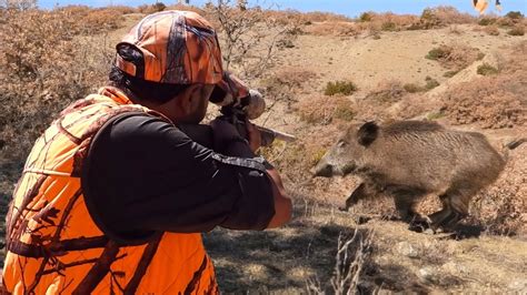 Insane Long Range Wild Boar Shots Amazing Wild Pig Hunts Epic Scenes