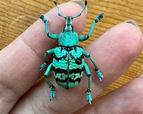 Bluegreen Weevil Beetle Eupholus Chevrolati Etsy