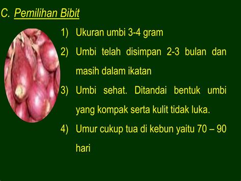 Ppt Panduan Teknis Budidaya Bawang Merah Allium Cepa Var