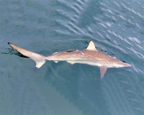 Baby Spinner Shark