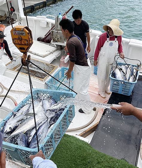 初夏の味覚到来 初カツオ水揚げ 全国郷土紙連合