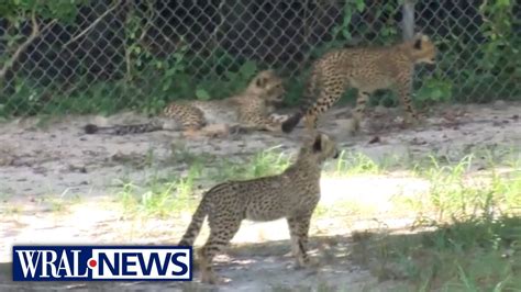 Metro Richmond Zoo Welcomes More Than A Dozen New Cheetah Cubs Youtube