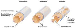 Ultrastructure of Blood Vessels