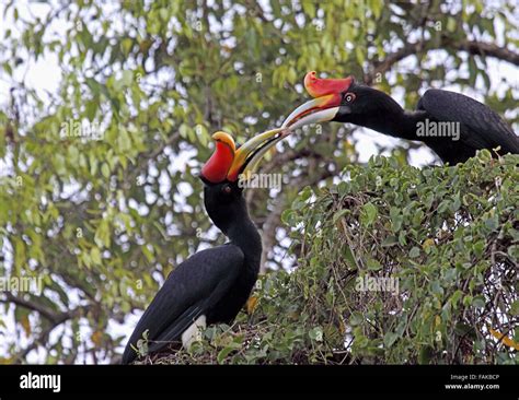 Rhinoceros hornbills food pass in fruit tree in Sabah Borneo Stock Photo - Alamy