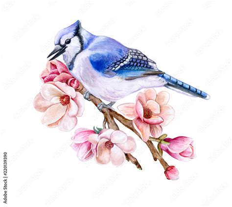 Blue Jay Drawing