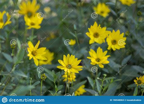 Helianthus Tuberosus Yellow Jerusalem Artichoke Sunflower Flowers In