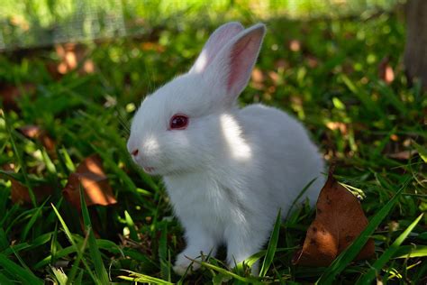 RABBIT SPIRIT ANIMAL – Symbolism, Meaning & Dreams