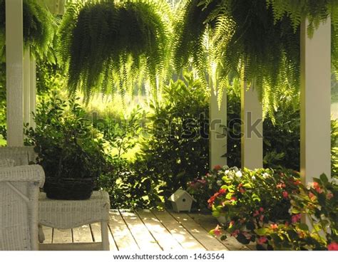 Front Porch Hanging Ferns Stock Photo Edit Now 1463564