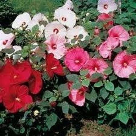 3 Hardy Hibiscus Mix Plant In Separate 35 Inch Containers Mallow Flower Rose Mallow