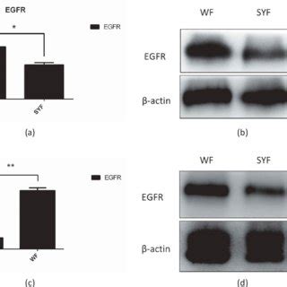 EGFR gene expression in tissue and granulosa cells from different ...