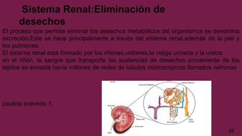 Las Celulas Y Sus Partes PPT