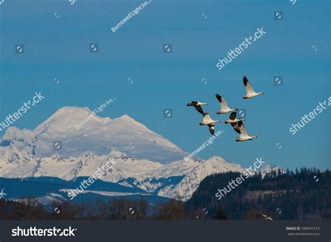 213 Skagit Valley Snow Geese Images Stock Photos And Vectors Shutterstock