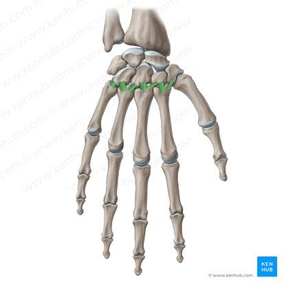 Mittelhandknochen Anatomie Aufbau Gelenke Und Klinik Kenhub