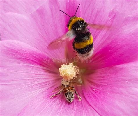 Abejas En Polvo Rosado Del Polen De La Flor Que Recogen La Miel Imagen